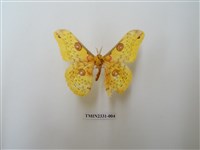 藏品(黃豹天蠶蛾)的圖片